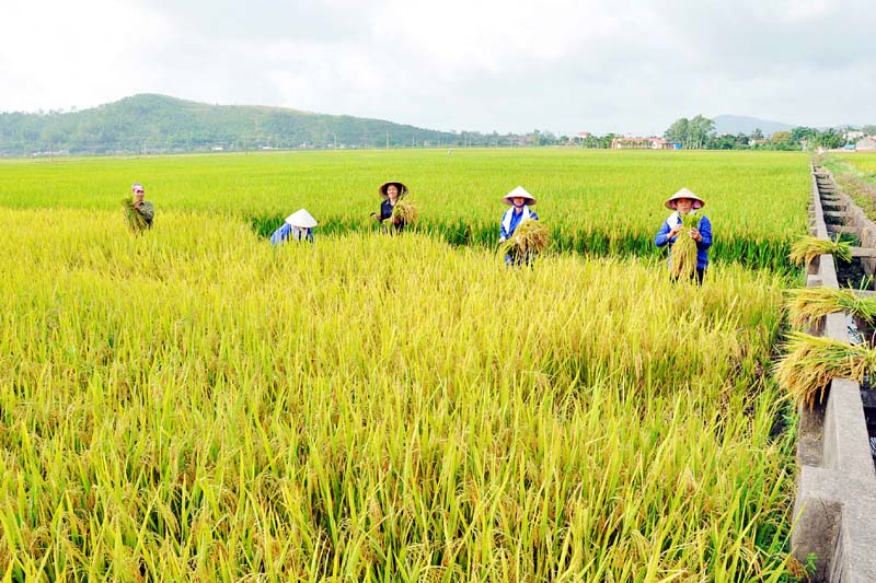 Công Ty TNHH thực phẩm Hồng Anh 1